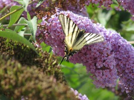 Buddleia