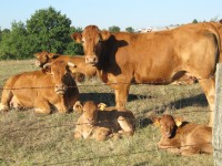 La Bergerie - Cows with Calves