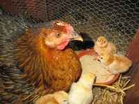 La Bergerie - Hen with Chicks